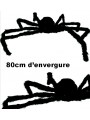 araignée velue geante