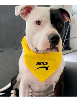 Déguisement Brice de Nice pour chien